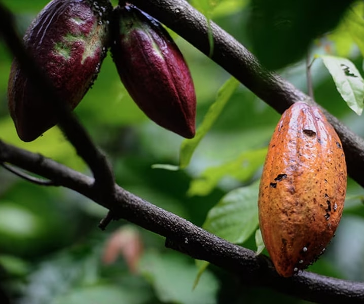 Cacao proveniente de medios sustentables